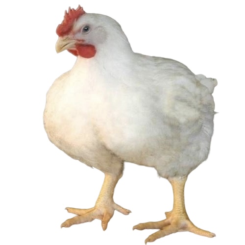 Live Broiler Meat (Chicken 10-12 Weeks)
